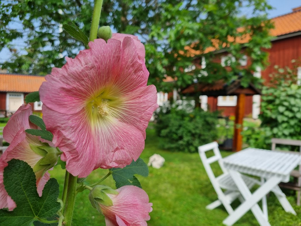 Sommaren är kort, det mesta regnar bort