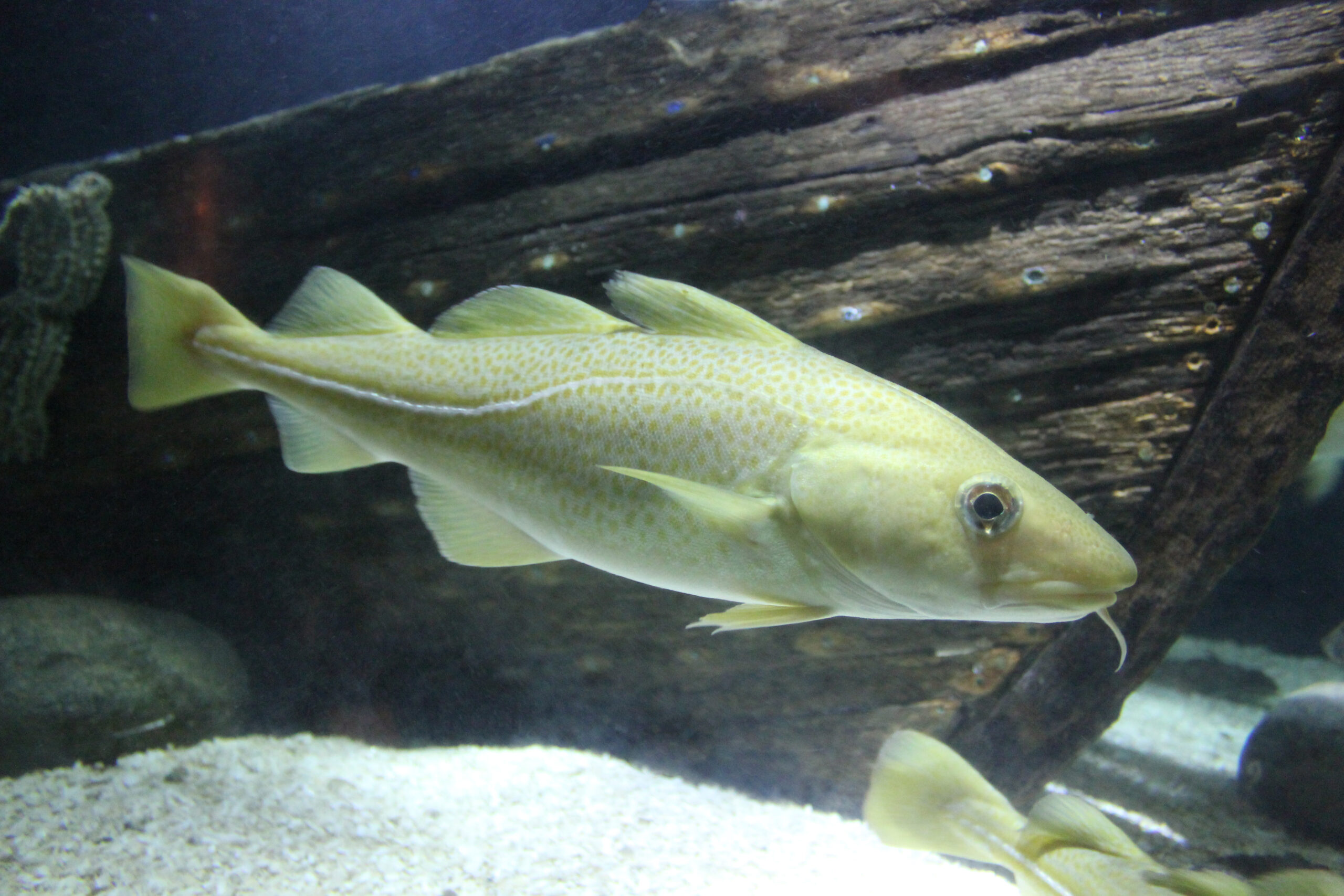 Ny Öregrundsledd studie om torsk i haven runt Sverige