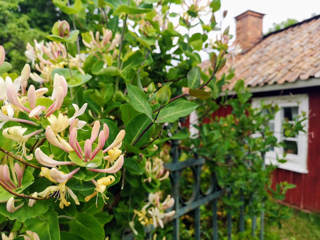 Blommor, blommor, blommor … och blommor