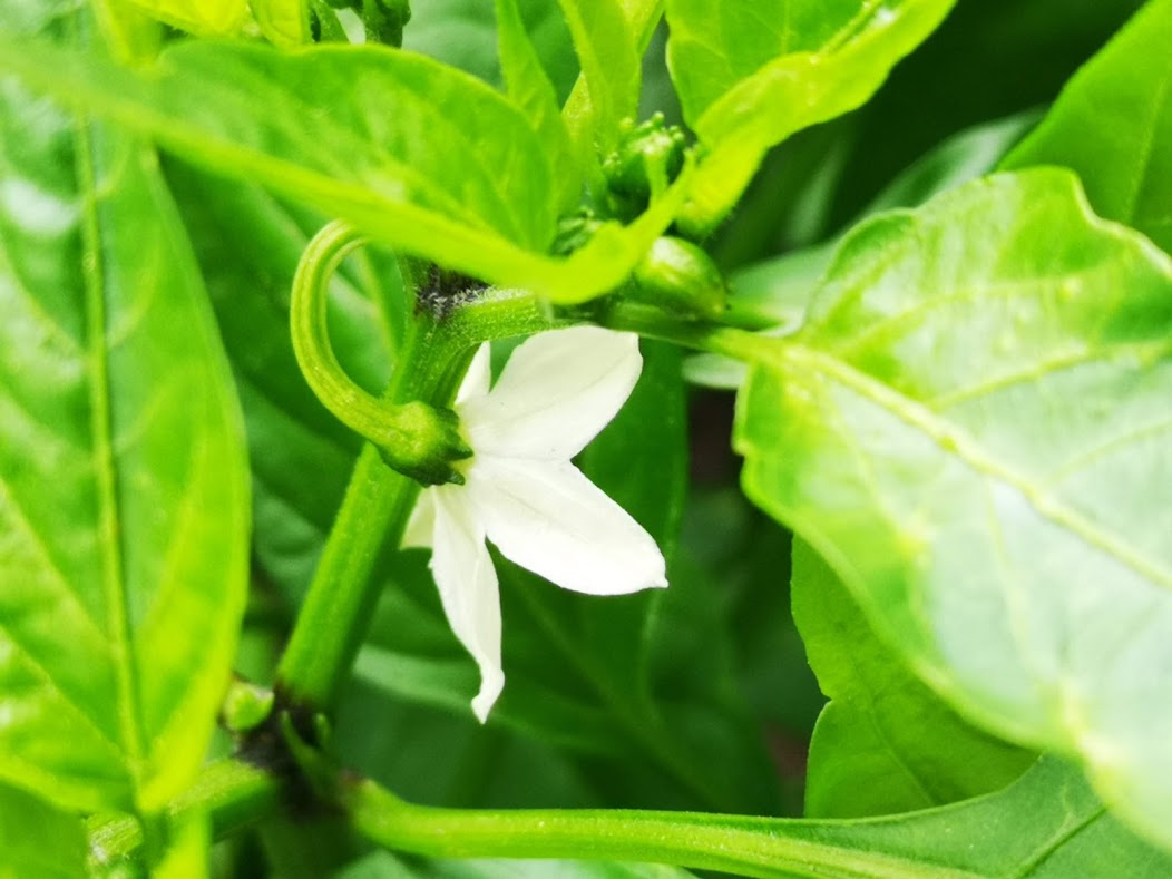 Chillibuske på balkongen