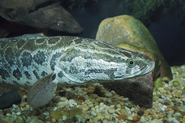 Invasiv fiskart hittad i Sverige: Ormhuvudfisk (1,8 meter, 7 kilo)