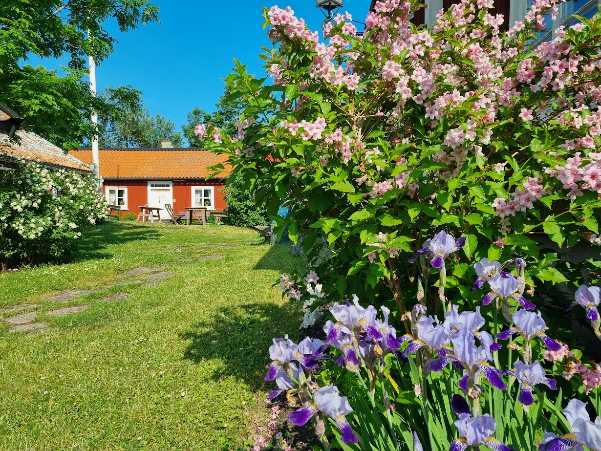 Morgonkvist och kvällskvist 17 juni med ostadigt väder