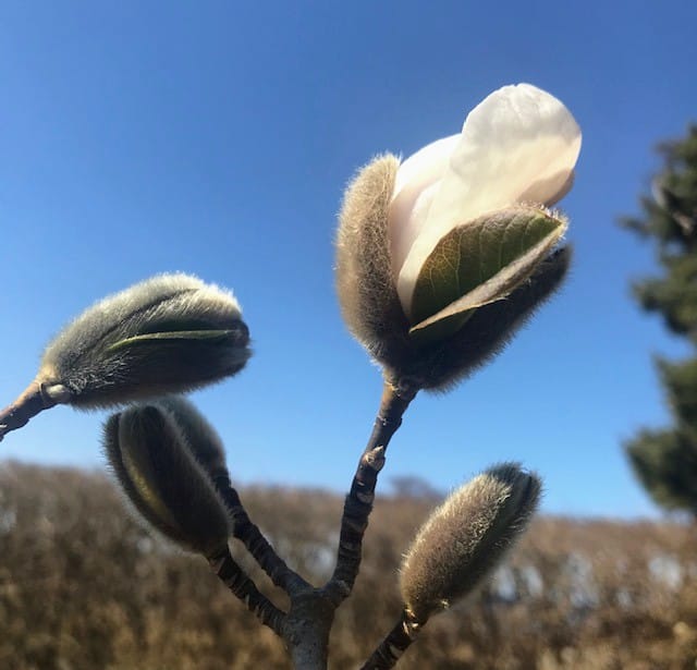 Magnolian blommar vid Garbergen