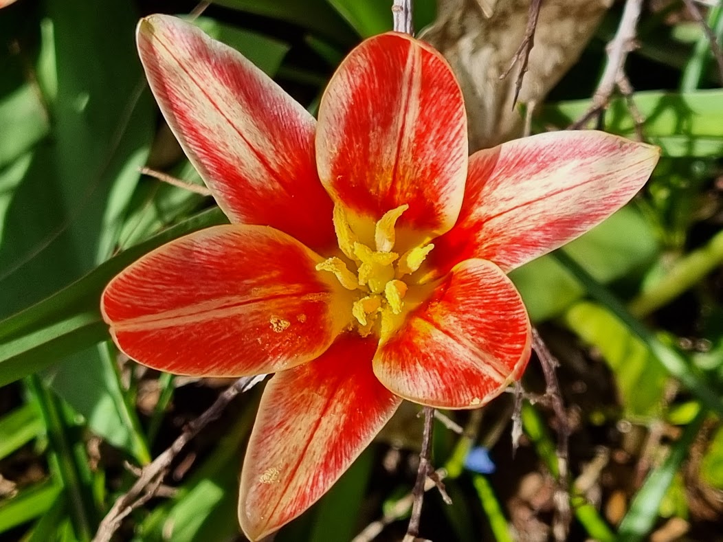 Promenadbilder 12 april