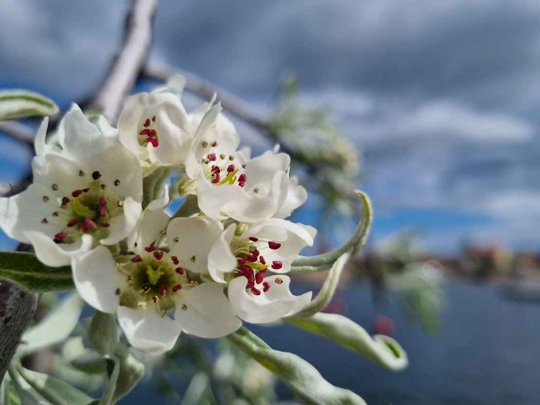 Silverpäronen blommar vid hamnen