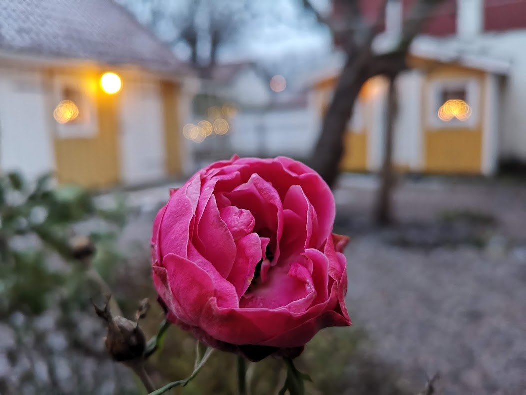 Sjötulls-Rosen blommar fortfarande