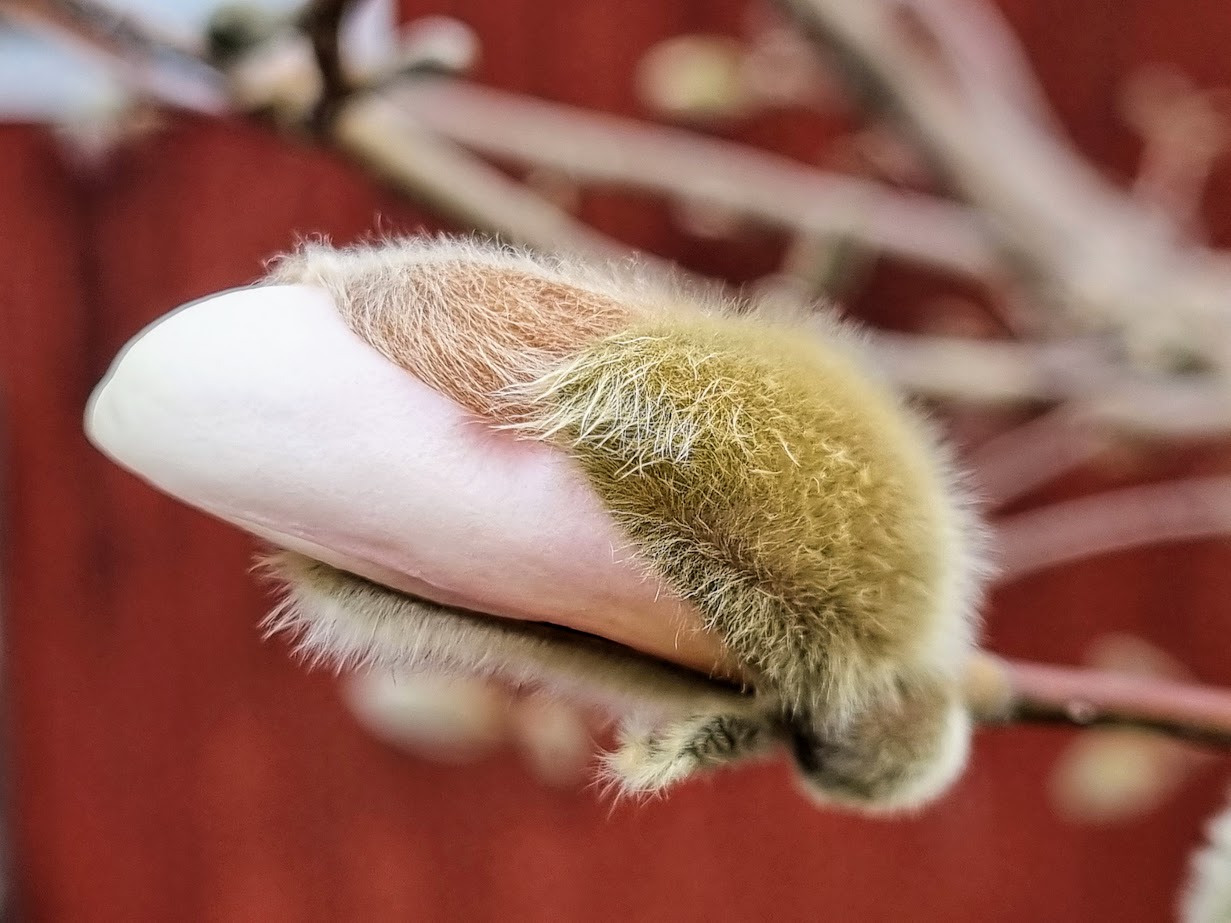 Magnolia