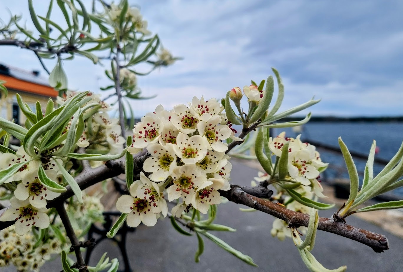 Silverpäronen blommar i blåsvädret