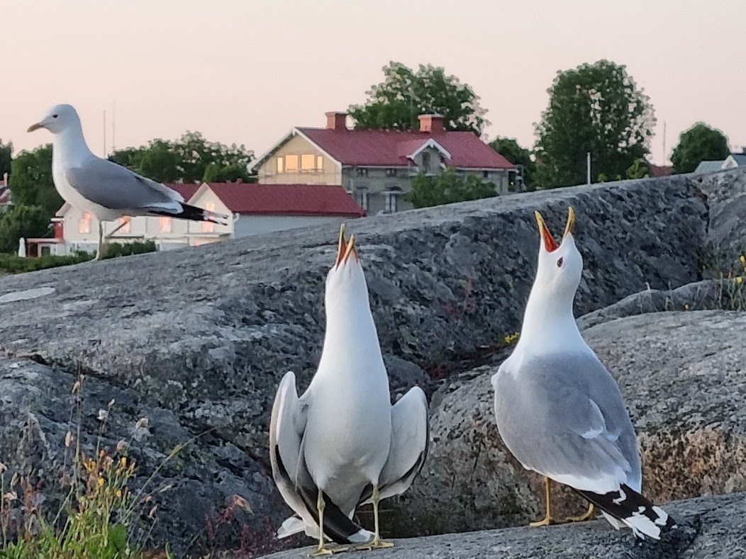 Allsång på klipporna