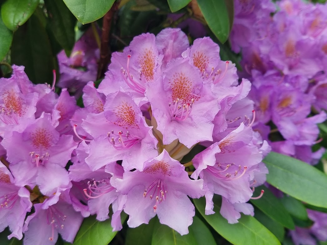 Blommor – och värden som yttrandefrihet