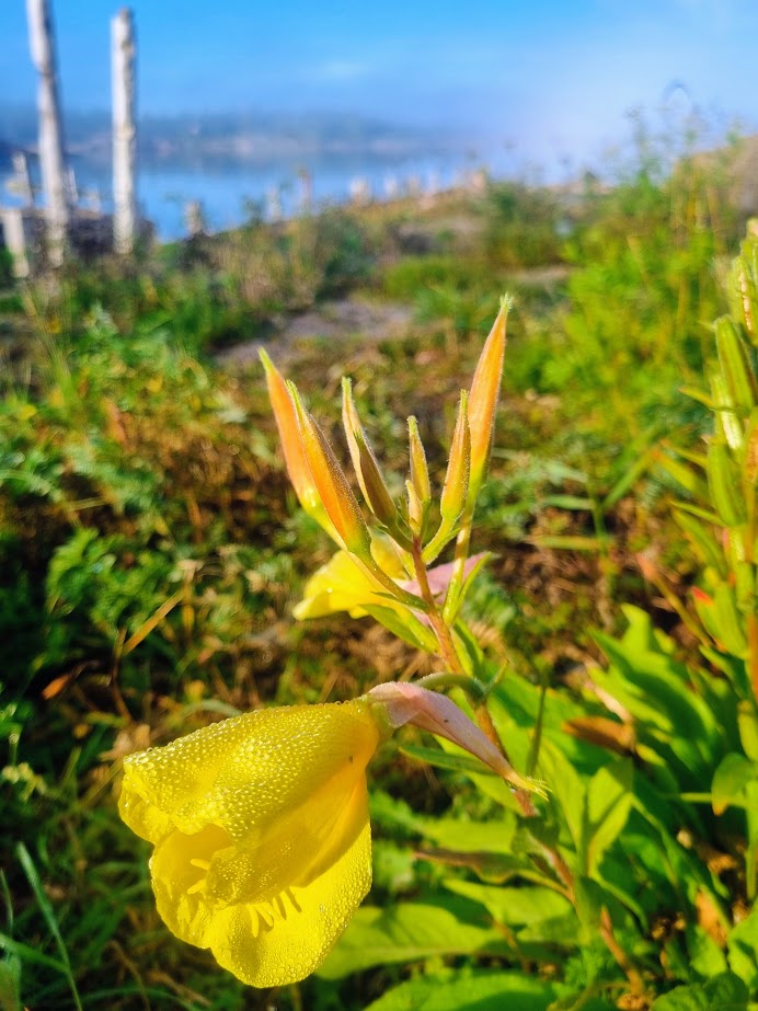 God morgon i Petterssons-hamnen