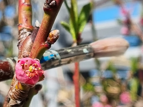 Persikoblommorna pollineras med pensel