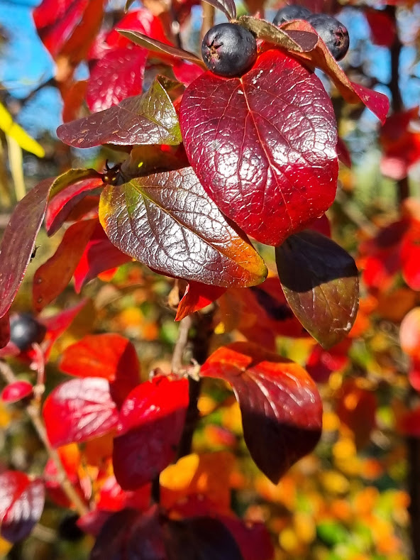 Färger och blomning i oktober