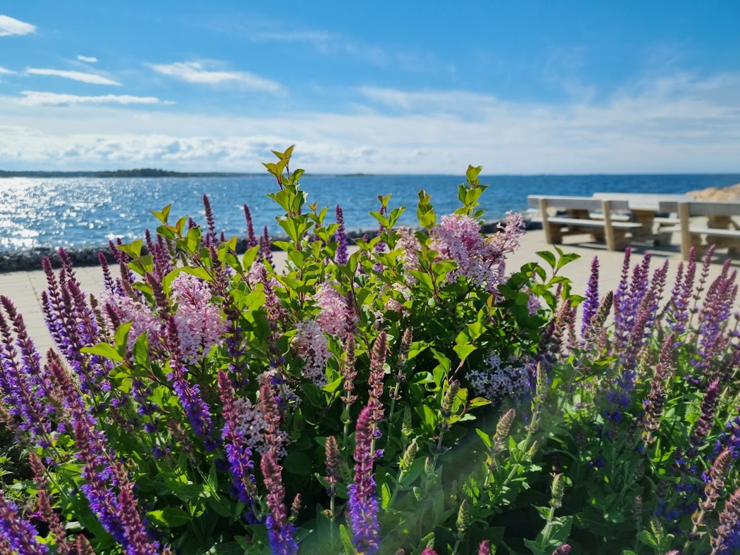 Västerhamn 22 juni