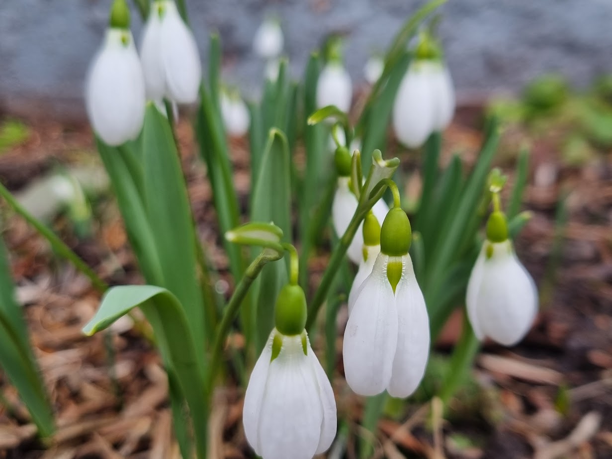 Snödroppar
