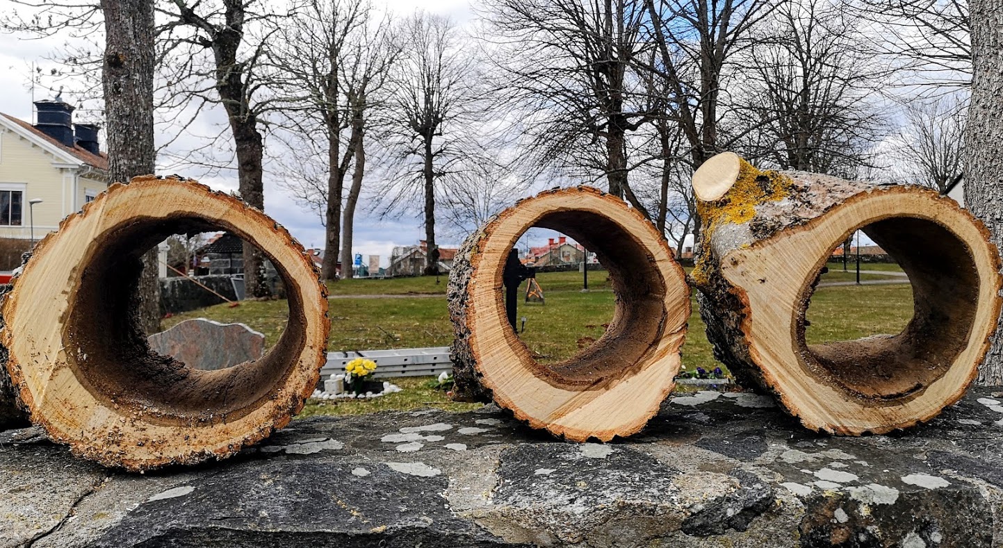 Ihåliga träd på Öregrunds kyrkogård tas ner