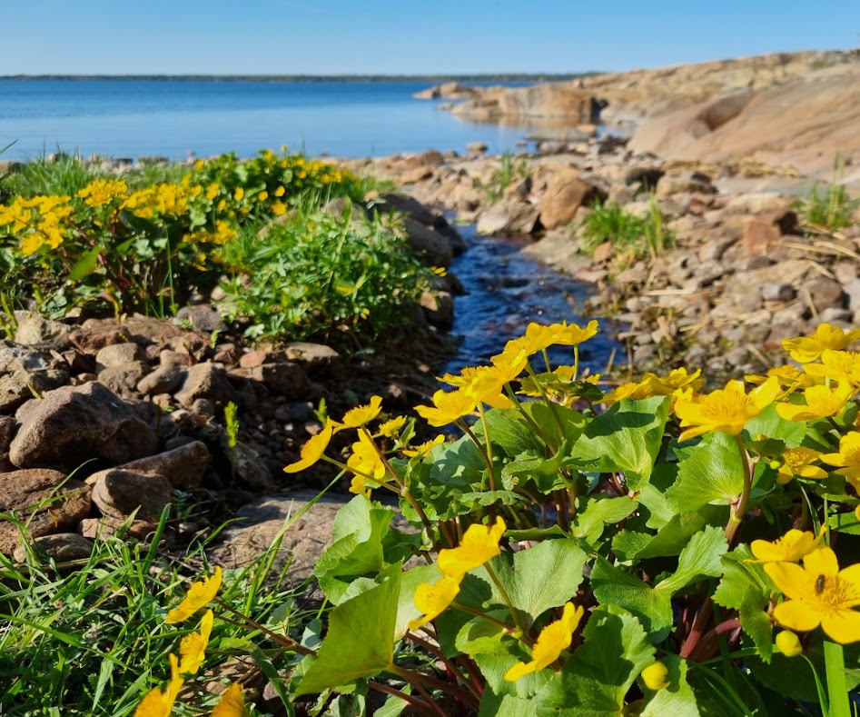 Månaden maj hela sommaren