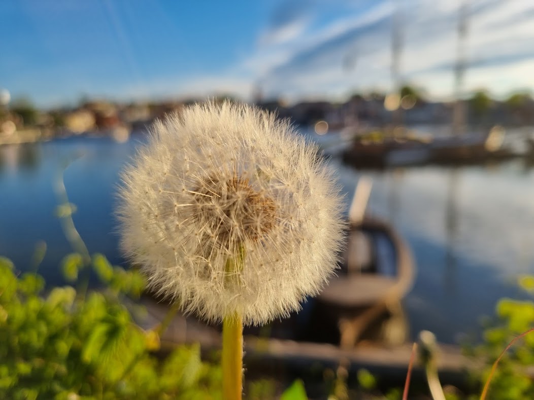 Bilder från 30 maj i Öregrund – galen i maskrosor