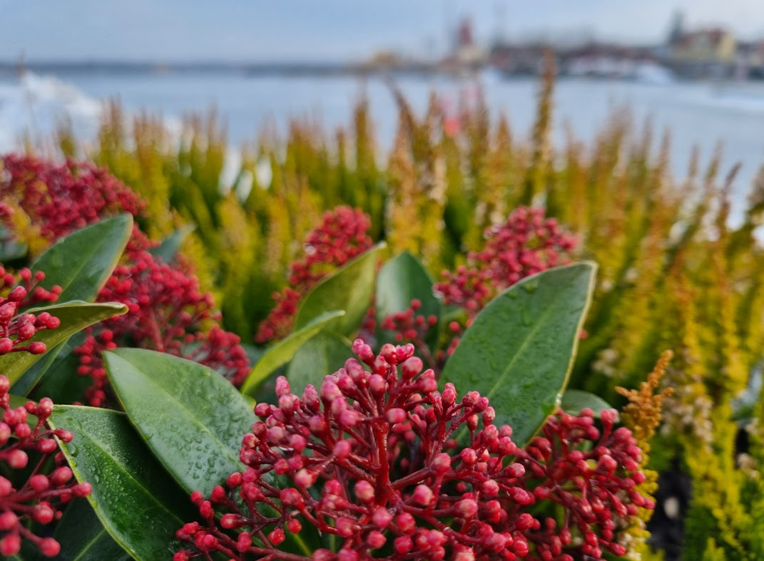 Det blommar vid hamnen