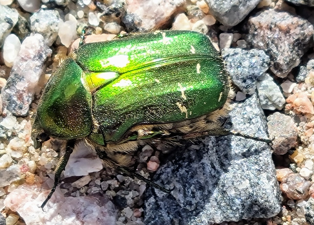 Guldet i Öregrund