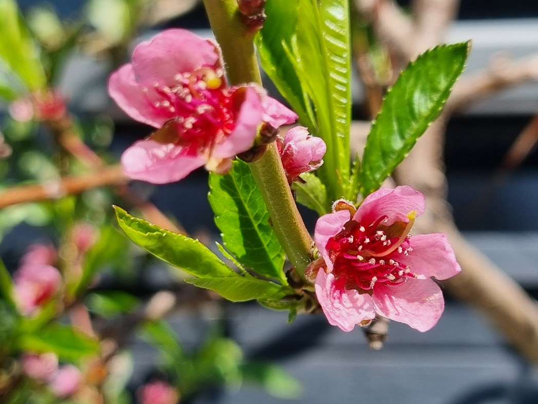 Persikoträden blommar i Öregrund