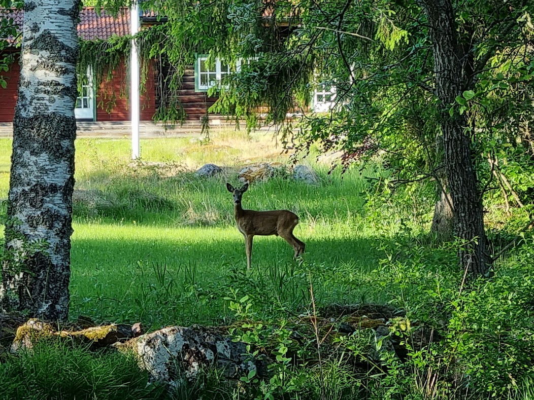 Lummigt och skönt vid Hummelfjärden