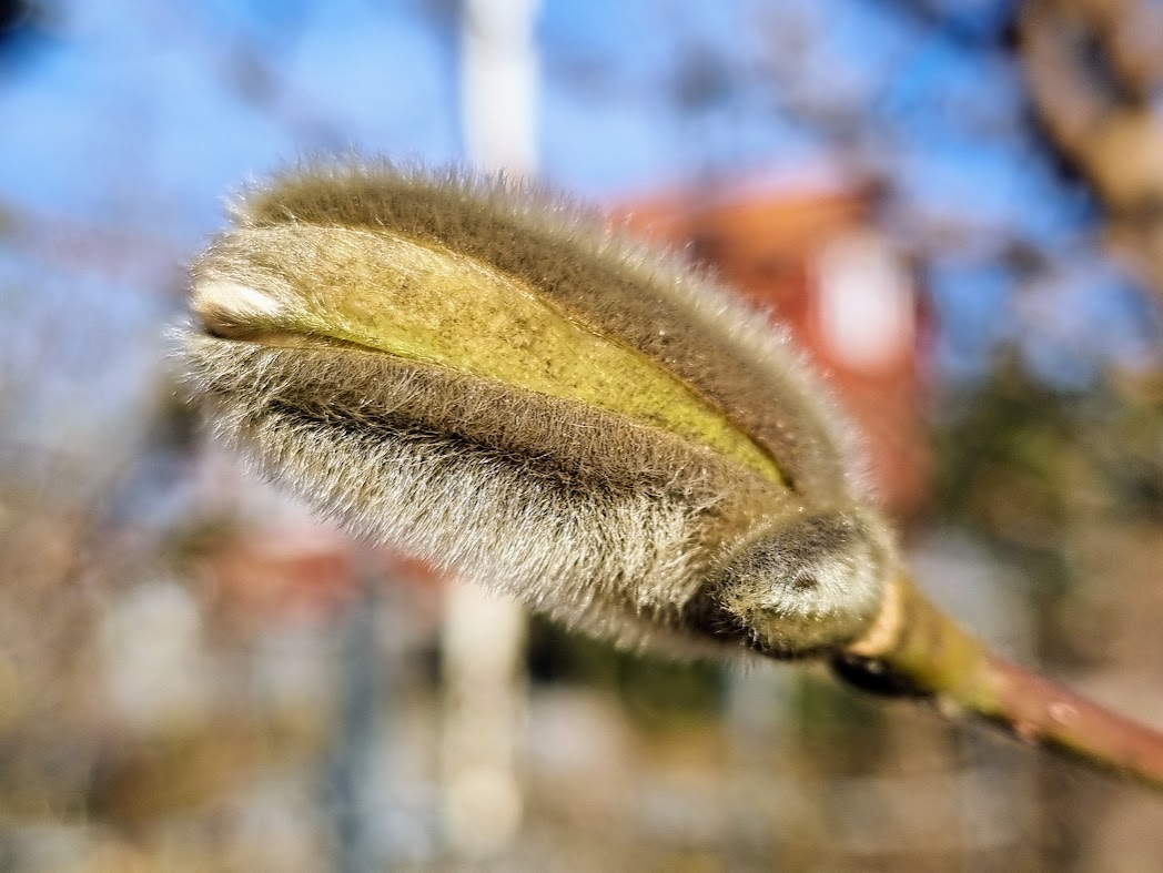 Magnolia på gång