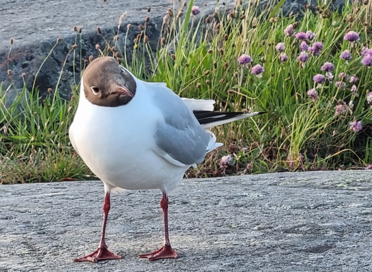 Första juli med första värmen