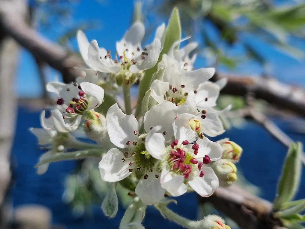 Silverpäronen blommar vid Handelskajen