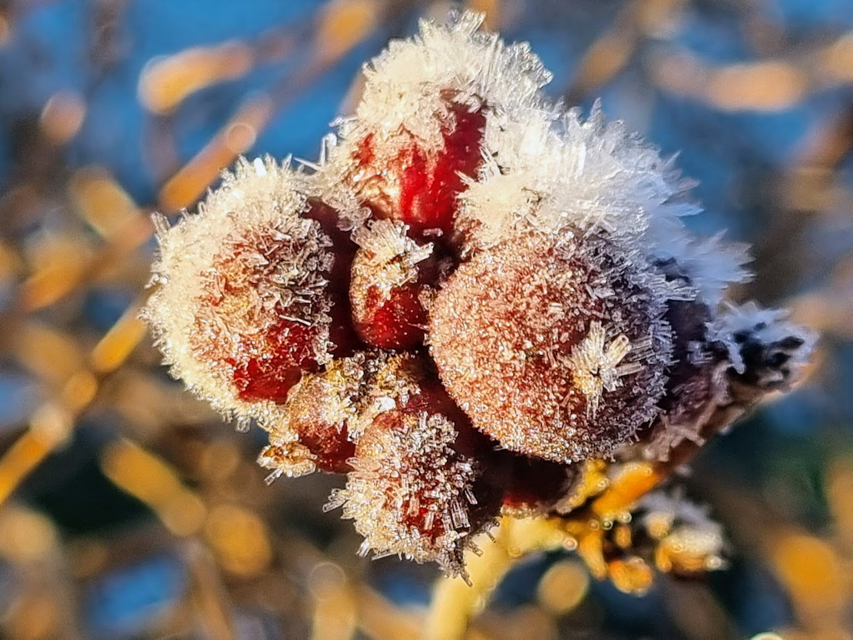 Sol, frost och halka