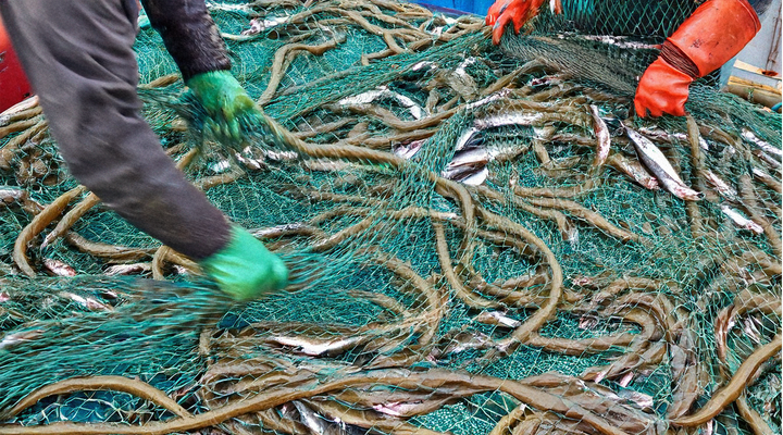 Engagera dig i Östersjöuppropet! Nu!