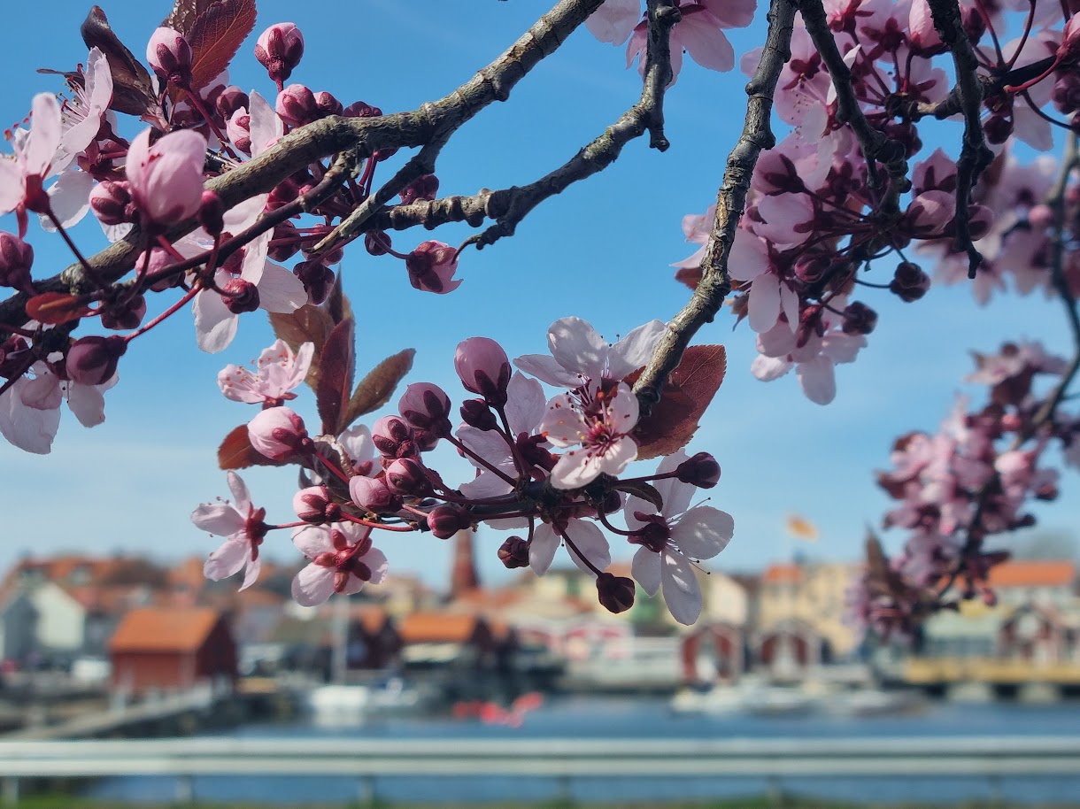 ”Rapport från Öret” – månadsbladet för april finns på biblioteket att läsa