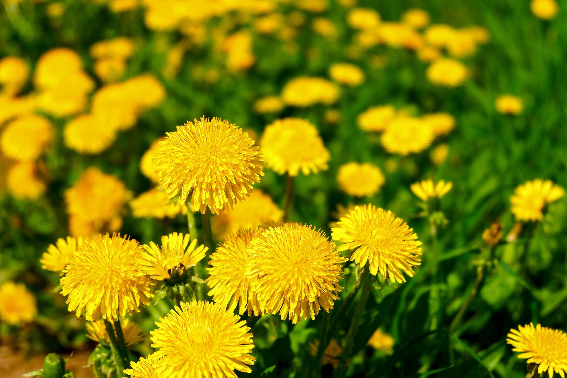 Josef Nylén kandiderar för Miljöpartiet Östhammar för valet till kommunfullmäktige – En av de fem som toppar listan inför valet 2026