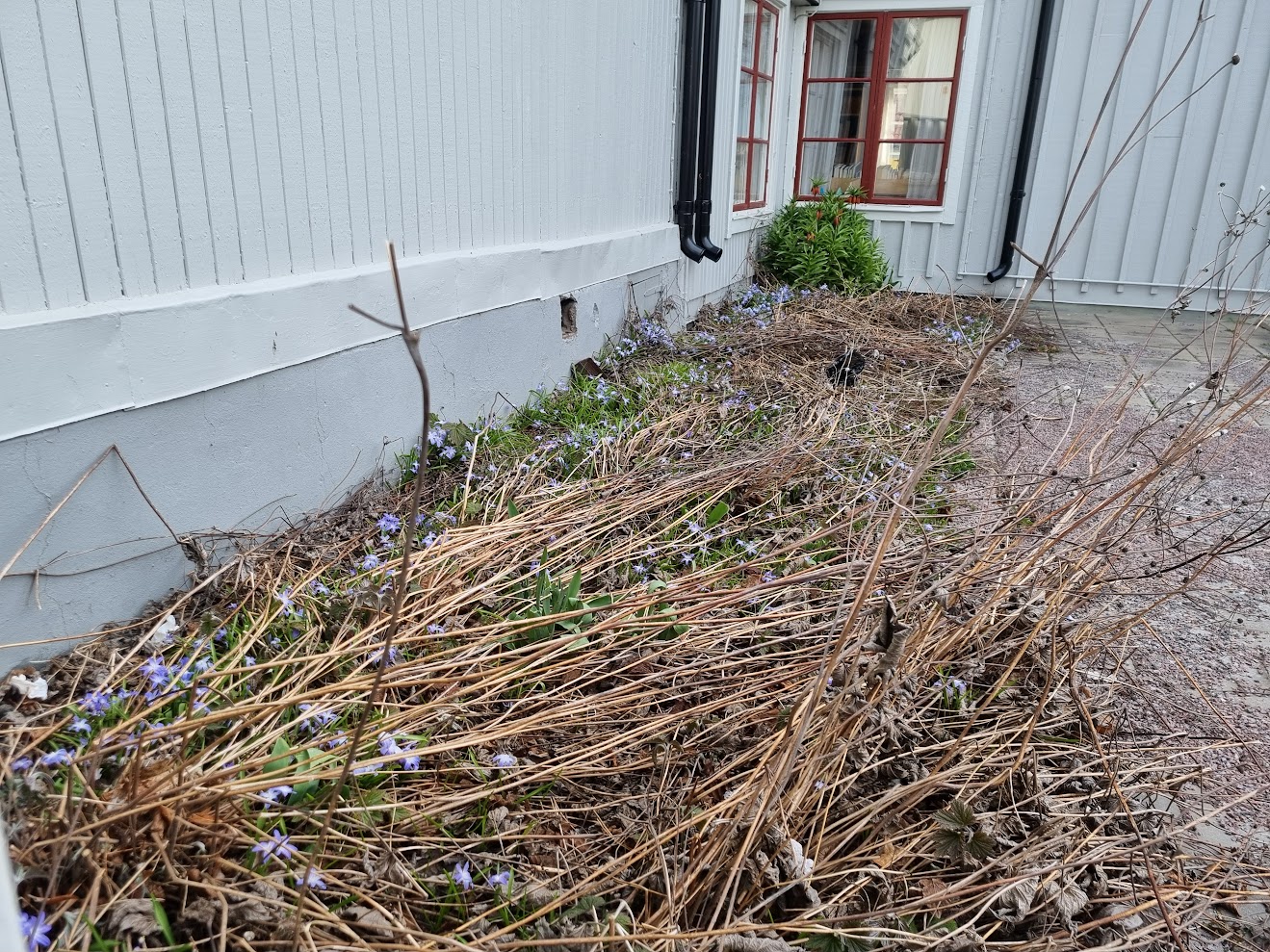 Allmogerabatten vid biblioteket i Öregrund
