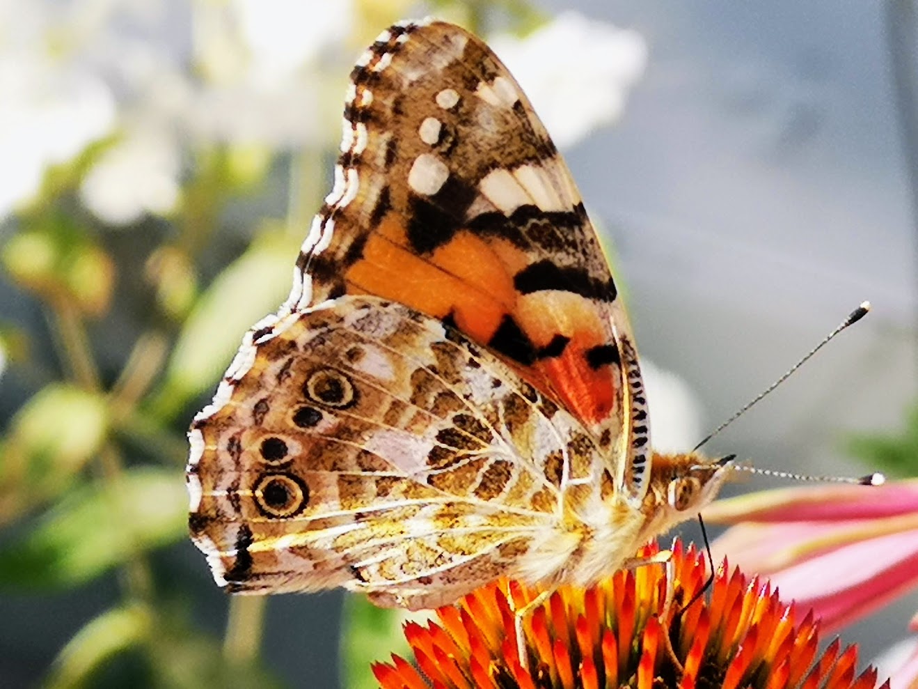 Bra att den vackra Edlundsrabatten äntligen är borta!