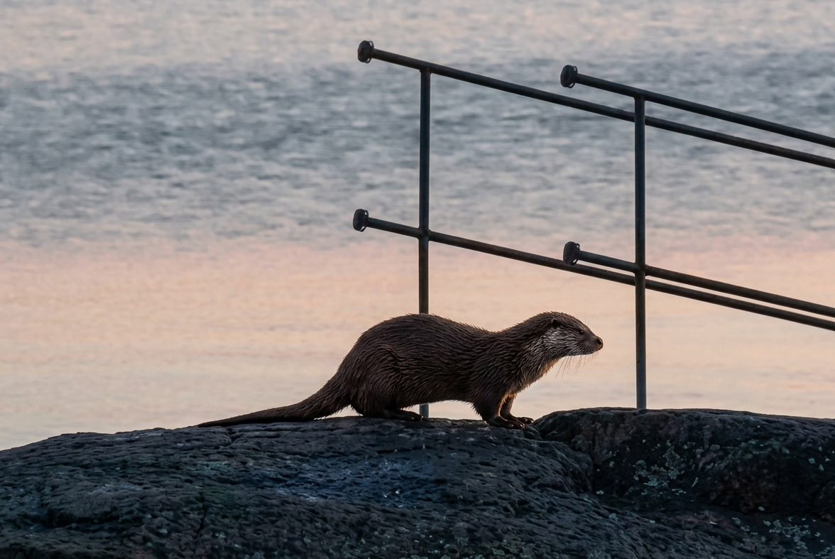 Djurlivet i Öregrund