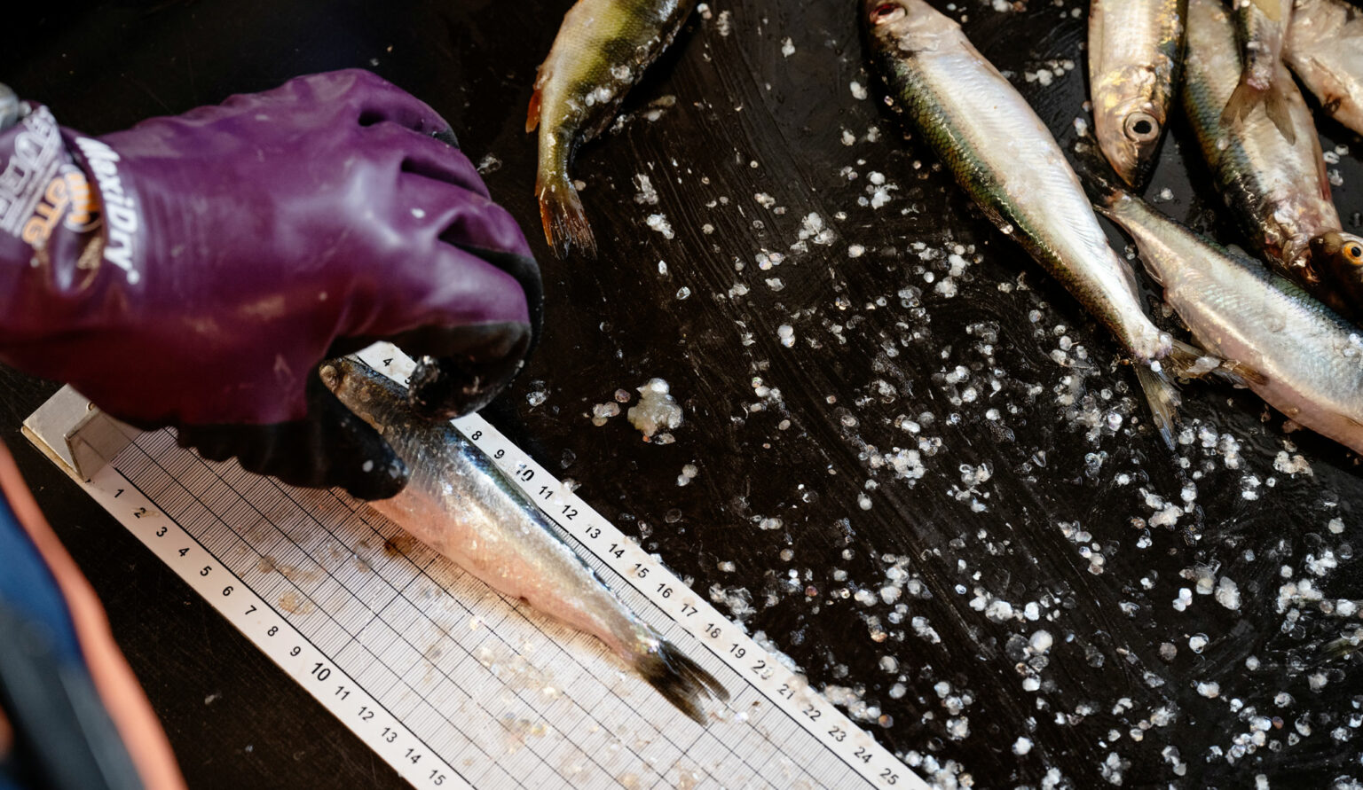 Forskning & Framsteg om Kustlaboratoriet Öregrund och om strömmingen – Strömmingen sinar men ändå höjs fiskekvoterna
