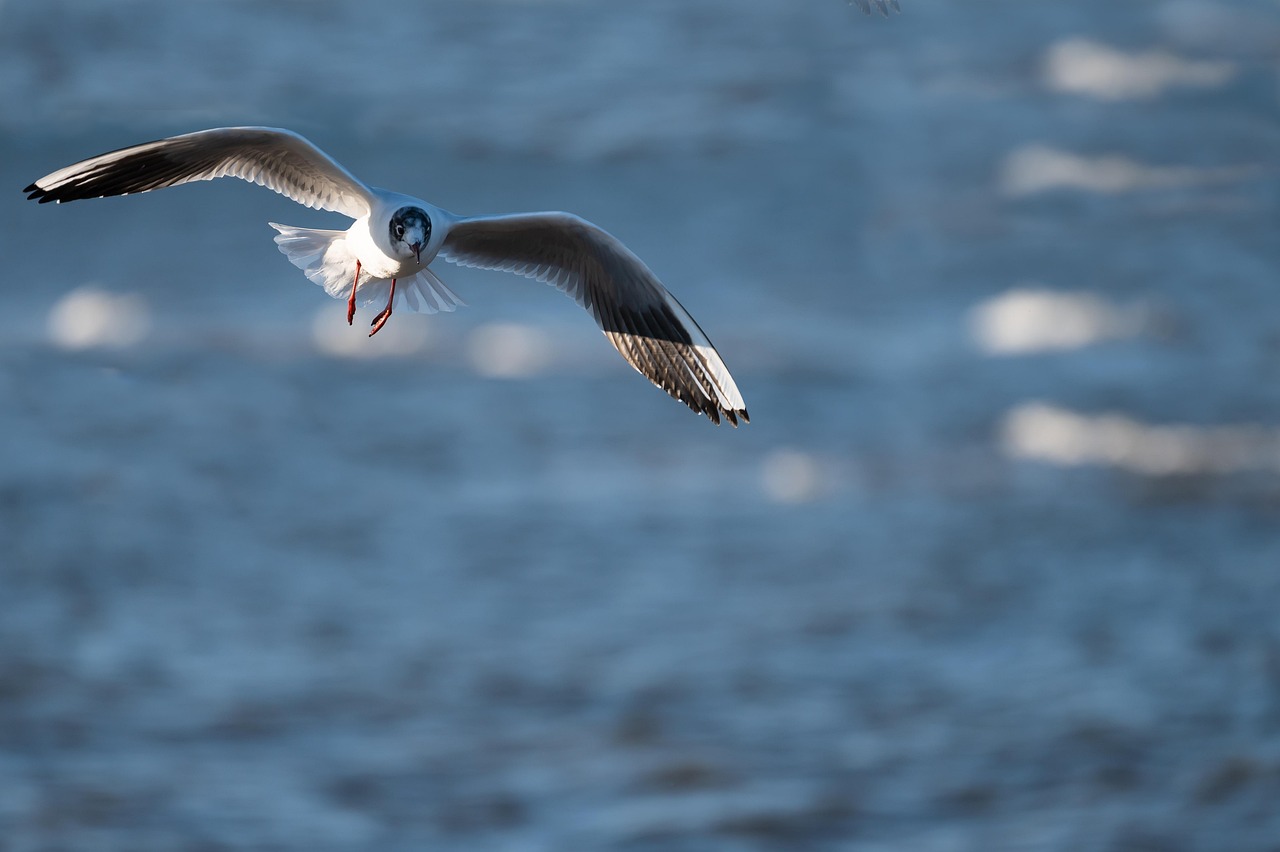 Fiskefartyg över 24 meter som fiskar med aktiva redskap ska inte längre tillåtas fiska i det svenska territorialhavet i Östersjön