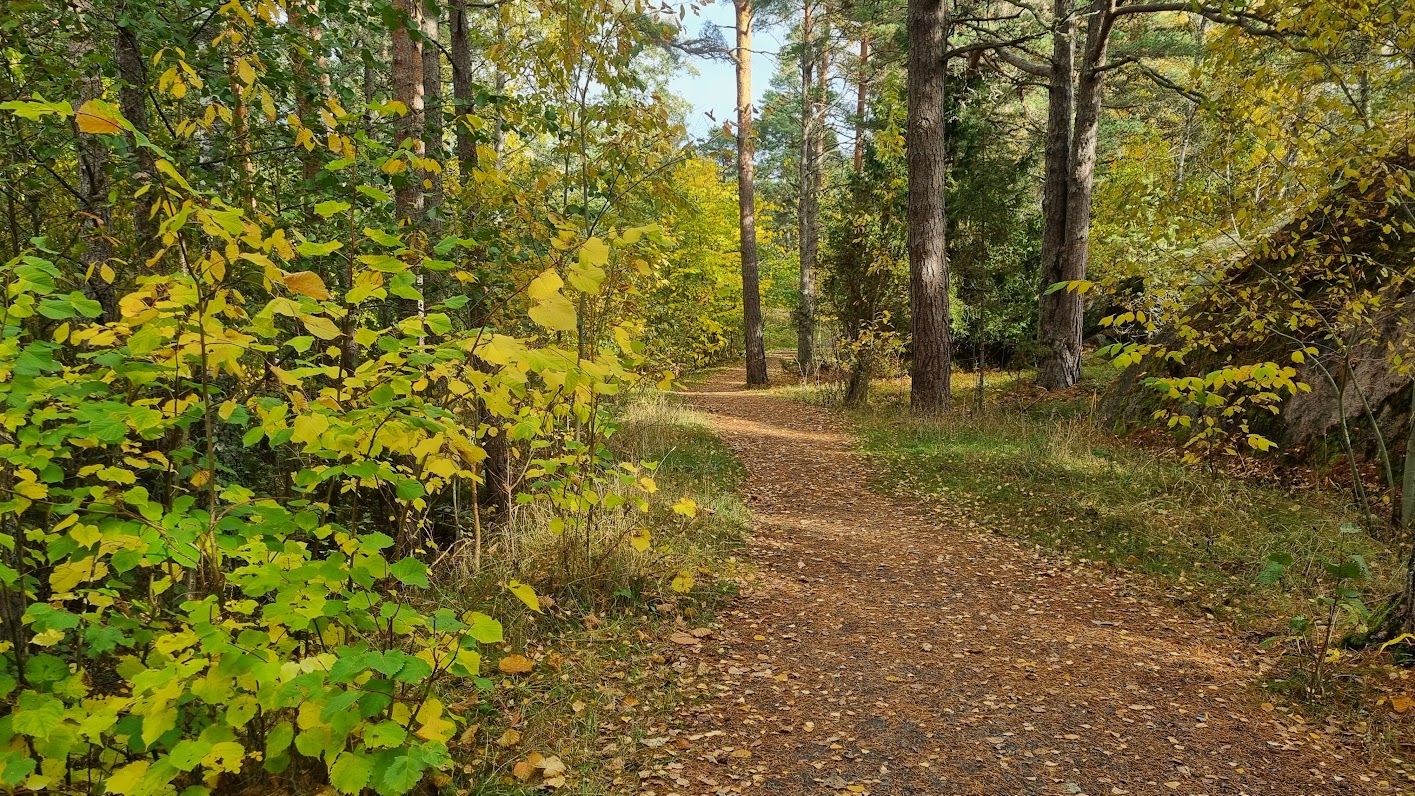 Fåglarna i Tallparken
